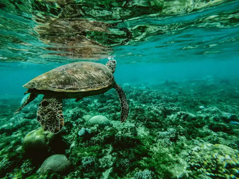Cómo el escurrimiento de la limpieza marina contamina realmente nuestras aguas My Store